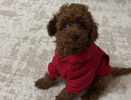 Toy poodle teacup 2 aylık safkan - 10934 - Görsel 2