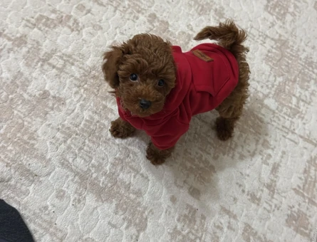 Toy poodle teacup 2 aylık safkan - 10934 - Görsel 3