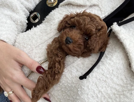 Toy poodle teacup 2 aylık safkan - 10934 - Görsel 4