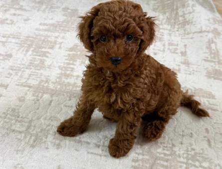 Toy poodle teacup 2 aylık safkan - 10934 - Görsel 5