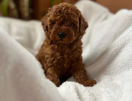 Mağazamız Güvencesiyle ToyPoodle Yavrularımız - 10947 - Görsel 3