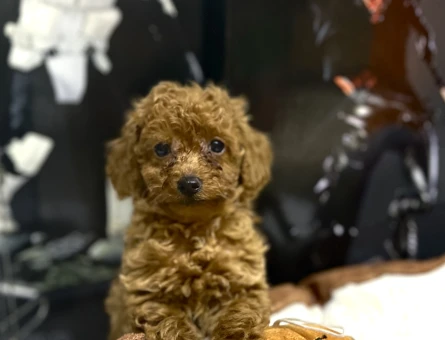 Dünya Tatlısı Peluş Bebekler - 10951