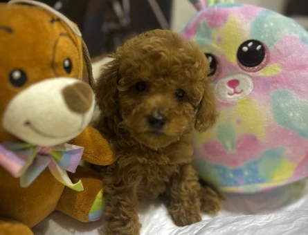 Dünya Tatlısı Peluş Bebekler - 10951 - Görsel 3