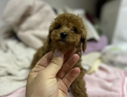 Dünya Tatlısı Peluş Bebekler - 10951 - Görsel 4