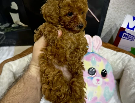 Dünya Tatlısı Peluş Bebekler - 10951 - Görsel 5