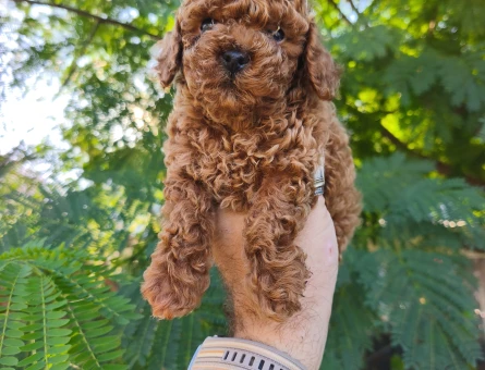 Tüy Dökmeyen Poodle bebekler - 10955 - Görsel 4