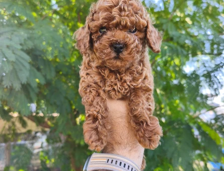 Tüy Dökmeyen Poodle bebekler - 10957 - Görsel 3
