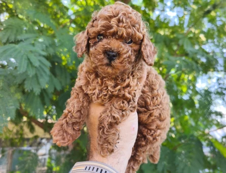 Tüy Dökmeyen Poodle bebekler - 10958