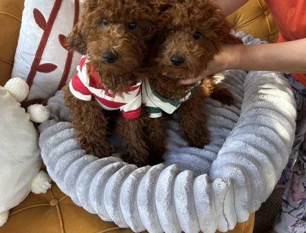 Toy poodle ev dogumu - 10965