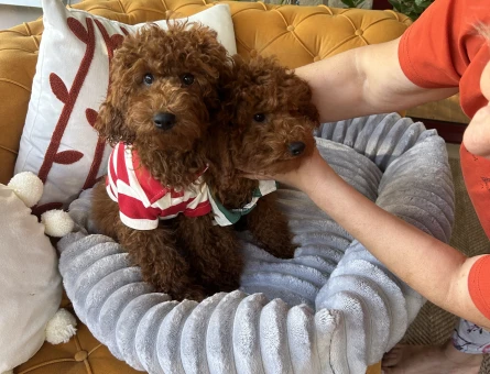 Toy poodle ev dogumu - 10965 - Görsel 3