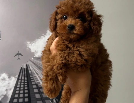 Kore erkek poodle - 10966