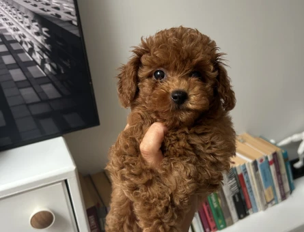 Kore erkek poodle - 10966 - Görsel 3