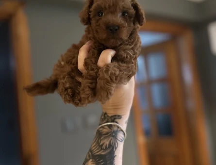 Toy Poodle Yavruları - 10984