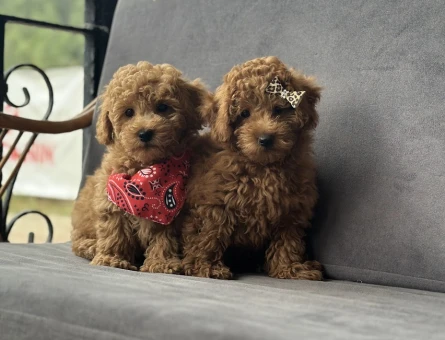 Toy Poodle Yavruları - 10984 - Görsel 3
