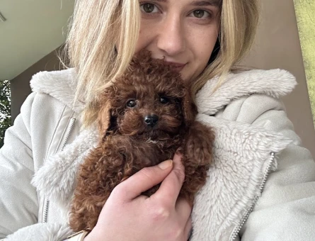 Toy Poodle Yavruları - 10984 - Görsel 4