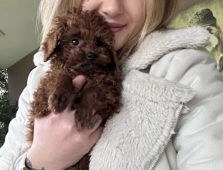 Toy Poodle Yavruları - 10984 - Görsel 5