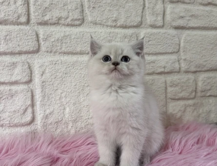 British Shorthair Bluepoint Yavrumuz - 11001