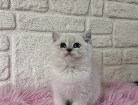 British Shorthair Bluepoint Yavrumuz - 11001 - Görsel 3