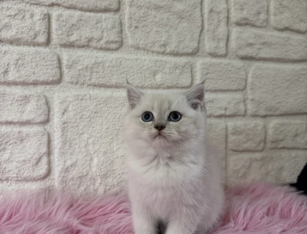 British Shorthair Bluepoint Yavrumuz - 11001 - Görsel 4