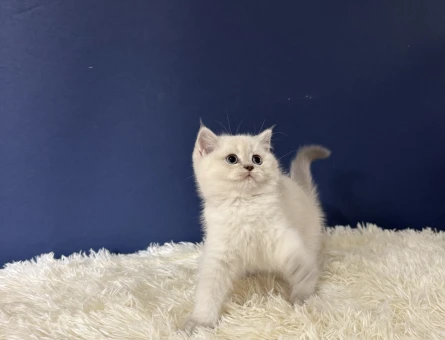 Cins Yavrumuz British Shorthair - 11008