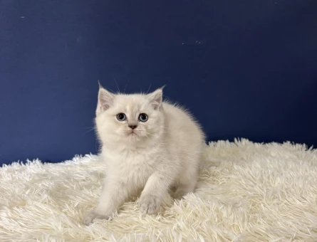 Cins Yavrumuz British Shorthair - 11008 - Görsel 3