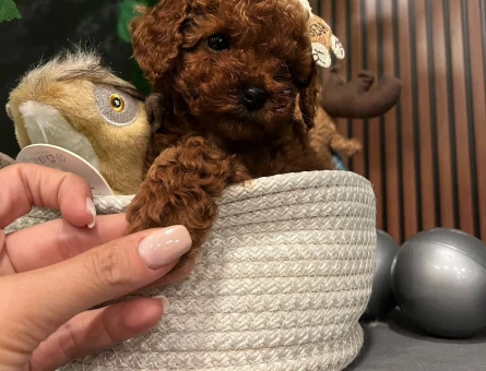 EV ORTAMINDAN ŞARAP KIZILI TOY POODLE - 11035 - Görsel 3
