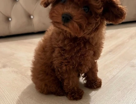 EV ORTAMINDAN TOY POODLE BEBEKLER - 11036 - Görsel 3