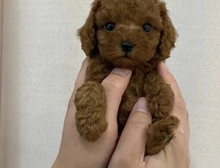 🐶❤️ŞARAP KIZILI BEBEKLER - 11037