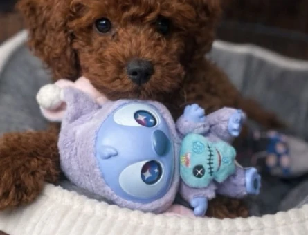 SAFKAN VE ORJİNAL TOY POODLE - 11039 - Görsel 3