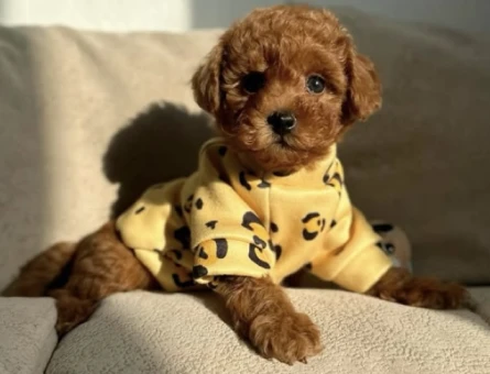 EV ORTAMINDAN 🐶❤️BEBEKLER TOY - 11041