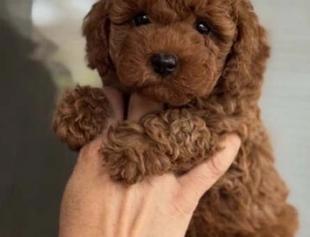 EV ORTAMINDAN TÜY DÖKMEYEN TOY POODLE🐶 - 11042