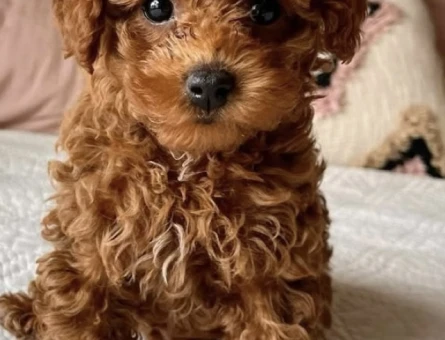 EV ORTAMINDAN TÜY DÖKMEYEN TOY POODLE - 11042 - Görsel 3