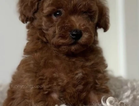 ORJİNAL TOY POODLE - 11047 - Görsel 4