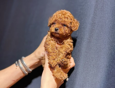 Toy Poodle - 11050 - Görsel 4