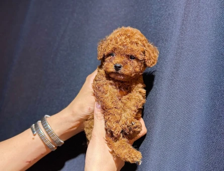 Toy Poodle - 11050 - Görsel 5