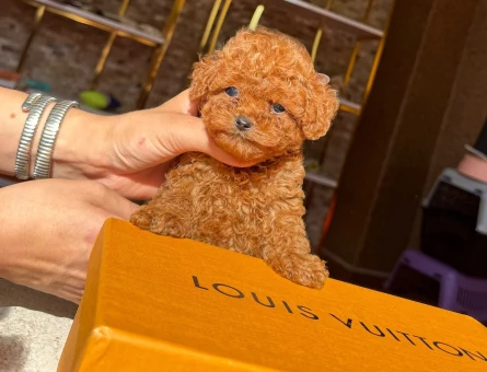 Toy poodle - 11052