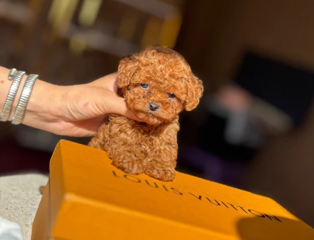 Toy poodle - 11052 - Görsel 3
