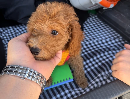 2.5 Aylık Toy Poodle - 11053