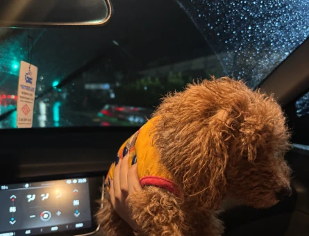 25 Aylık Toy Poodle - 11053 - Görsel 3
