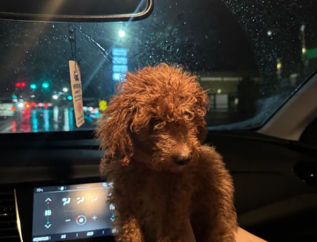 25 Aylık Toy Poodle - 11053 - Görsel 4