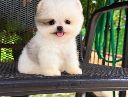 Pomeranian - 11059