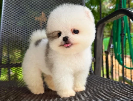 Pomeranian - 11059 - Görsel 3