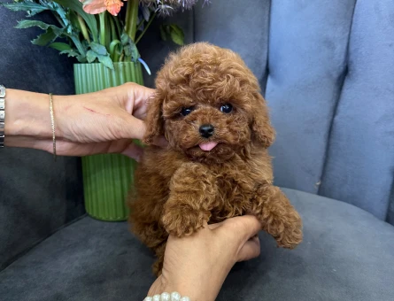SAFKAN POODLE YAVRULARIMIZ - 11066 - Görsel 3