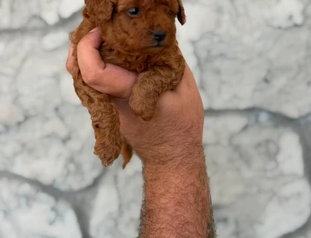 Teacup Toy Poodle - 11104