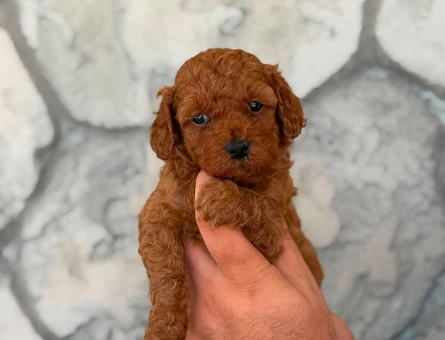 Teacup Toy Poodle - 11104 - Görsel 4