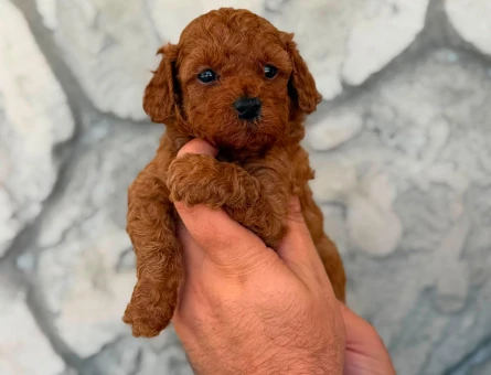 Teacup Toy Poodle - 11104 - Görsel 5