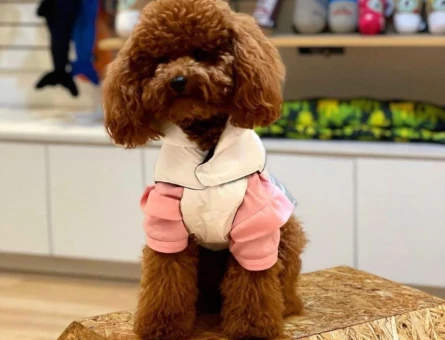 Toy Poodle Teacup - 11105 - Görsel 3