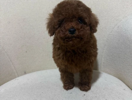 Toy Poodle Red brown - 11106