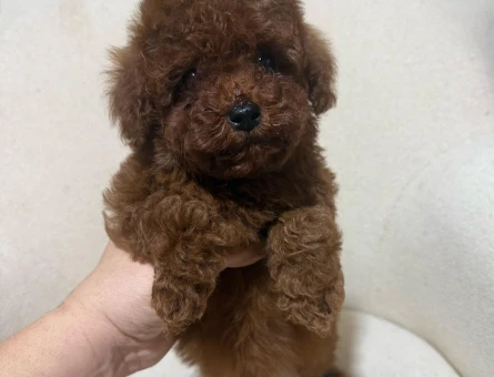 Toy Poodle Red brown - 11106 - Görsel 3