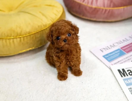 UYGUN BÜTÇELİ TOY POODLE BEBEKLERİM - 11109 - Görsel 3